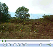 Lower Clearing with Plumeria Cuttings (Oct. 2007)