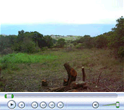 Lower Clearing after Trees Removed (Oct. 2007)