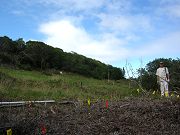 Ananda in the Lower Clearing