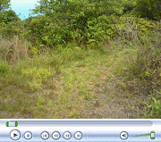 Video of Second Trail