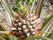 Baby Pineapple Starting to Bloom