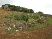 Banana Plants in Lower Clearing.  Mar. 6, 2009