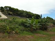 Bananas in Lower Clearing. July 27, 2009