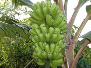 Bananas Continuing to Grow, Sept. 2, 2009