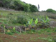 Banana Plants in Lower Clearing a Month Later.  April 8, 2009