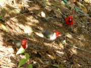 Brazilian Red Cap Cardinals and Male Northern Cardinal near water tank.  January 18, 2009