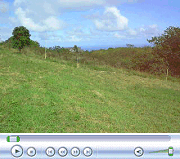 Video of Lower Clearing in Jan. 2008