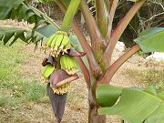 First Bananas in Lower Clearing. July 27, 2009