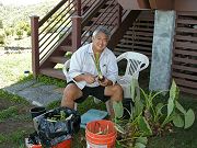 Neighbor George Kahumoku Jr. Helping Harvest Taro, August 20, 2010