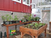 Greenhouse Interior with First Plants, April 5, 2010