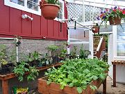 Greenhouse Interior with Lettuce, April 29, 2010