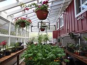 Greenhouse with Plants, May 10, 2010
