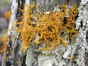 Something Growing on Old Tree in Gulch, April 24, 2009