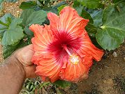 Hibiscus Plants Near Water Tank.  January 24, 2009