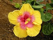 Hibiscus Flower Near Water Tank