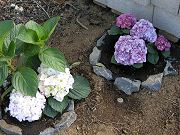Hydrogenias Blooming in Lower Clearing, May 3, 2009