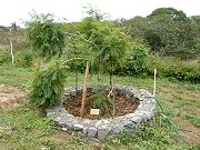  Jacaranda Tree in Lower Clearing. July 25, 2009