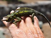 Jackson's Chameleon<br>Found on Property, May 19, 2012