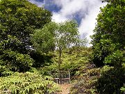 Largest of 30 Koa trees One Year after Above Picture