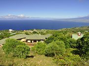 Koa Trees on Slope Above House, August 12, 2010