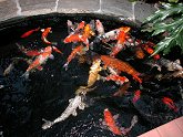 Koi Feeding