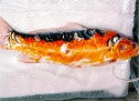 Koi Surgery