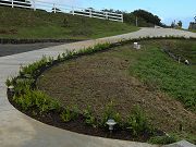 Lawai Fern along Driveway, November 15, 2010