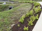 Lawai Fern along Driveway, November 15, 2010