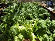 Lotsa Lettuce in Greenhouse, May 9, 2010