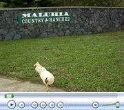 Video of Maluhia Chicken