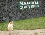 Chicken at Entrance to Maluhia Country Ranches