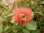 Native Hawaiian 'Ohi'a Lehua in Bloom, April 27, 2009