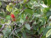 Native Hawaiian 'Ohi'a Lehua in Bloom