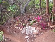 Path Cut Near Orchid