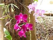 Orchids Blooming on Their Own.  Nobody waters these