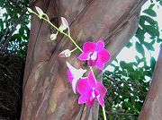 Orchid
