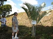 Palm Planted on North Property Line
