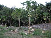 Papaya Trees in Lower Clearing, August 8, 2010
