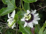 Wild Passion Flower (called Liliko'i) Blooming, May 15, 2009