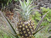 Pineapple Growing in Lower Clearing, May 15, 2009
