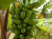 Plantains Ready to Pick, Oct. 28, 2009