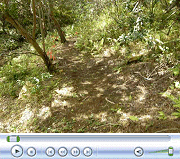 Video of Second Trail and New Plants.  Feb. 18, 2009