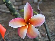 Plumeria in Lower Clearing Gift from Tony