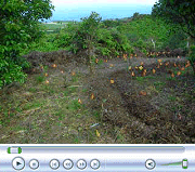 Video of Plumeria Clearing