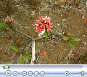 First Blooms in Plumeria Field Late May 2008