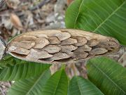 Plumeria Seed Pod Opened, August 8, 2010