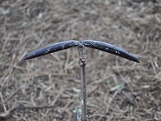 Plumeria Seed Pods on Dormant Plumeria, February 8, 2010