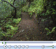 Rickey Widened Path to Stream.  April 21, 2009