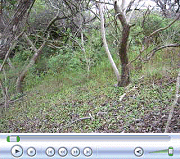 Smaller Forest above Lower Clearing (Oct. 2007)