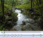 Stream on Back Property Line After Rain.  April 21, 2009